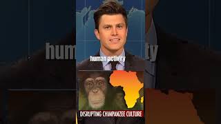 “WEEKEND UPDATE JOKE SWAPquot CHIMPANZEE CULTURE COLIN JOST😂😱shortssaturdaynightlive viraltrending [upl. by Dolhenty864]