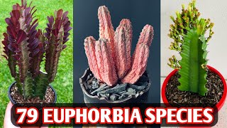 79 Euphorbia Species  Euphorbia Plant Varieties  Euphorbia plant types  Plant and Planting [upl. by Rufe565]