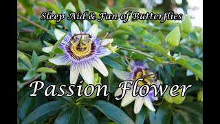 Passion Flower Great for Butterflies and Sleep [upl. by Madelin]