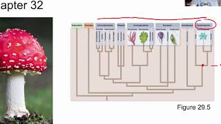 BIOL 1407 Lecture 32 Fungi [upl. by Nethsa605]