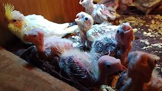 How to hand feeding successfully saved the life of cockatiel baby chicks brooder mother [upl. by Lurlene]