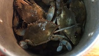 Catch And Cook GIANT Blue Crab the fastest and cheapest way [upl. by Aubry]