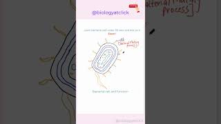 Learn to draw bacterial cell diagram l Easy diagram [upl. by Wally393]