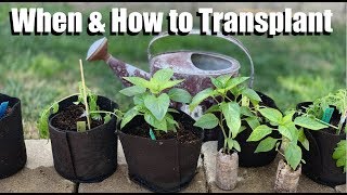 When amp How to Transplant Indoor Seedlings Into Larger Containers  Spring Garden Series 5 [upl. by Horvitz]