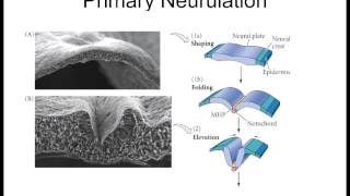 Lecture 7 Primary Neurulation [upl. by Ordep]