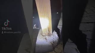 Dry wood termites eating a pier and post support 4x4 pestcontrol termites [upl. by Maitland]