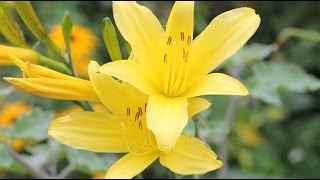 Hemerocallis minor  Taglilie Day Lily [upl. by Enilada]