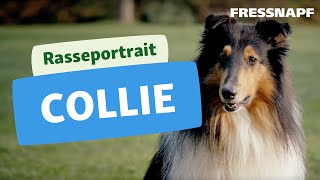 Collie Rasseportrait  FRESSNAPF [upl. by Nosydam386]