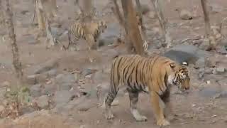 Ranthambhore National Park [upl. by Elrem]