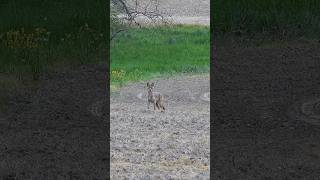 Another Coyote Double hunting wildanimals wildlife coyote nature animals outdoors funny [upl. by Notnil]