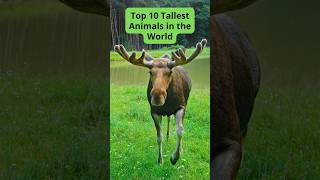 Top 10 Tallest Animals in the World [upl. by Tiff]