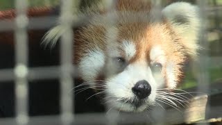 Meet two Red Pandas living in Suamico [upl. by Dnomar]