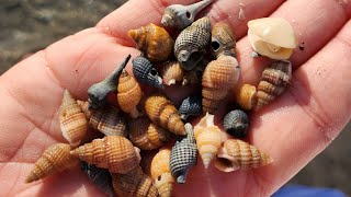 Tiny shells and giant whelks Wildwood Nj [upl. by Aicilic383]