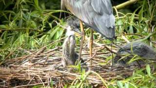 Grey Heron chicks dining [upl. by Elnora]