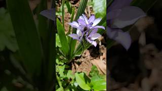 🤩💜 Babiana ou Flor de Veludo babiana flordeveludo primavera achado floreslindas [upl. by Leahkim514]