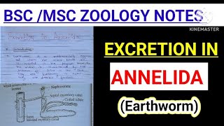 EXCRETION IN ANNELIDA EXCRETION IN EARTHWORM BSC zoology notes vbu skmu mjpru [upl. by Auqined]