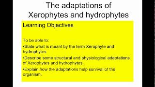 A level Biology Xerophytes and hydrophytes [upl. by Enivid]