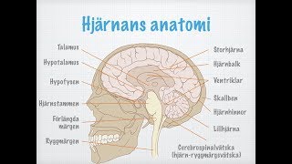 Centrala nervsystemets uppbyggnad och funktion [upl. by Annekim457]