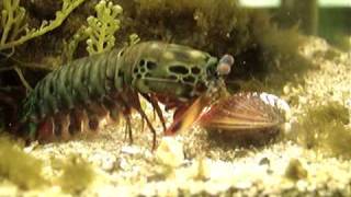 Mantis Shrimp Destroys Clam [upl. by Aynekat]