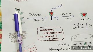 What is meristem tip culture and what is the principle and protocol of meristem tissue culture [upl. by Richmond]