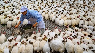 Rabbit Farm  How China Farmer Raised Millions Rabbit For Meat  Rabbit Processing in Factory [upl. by Sibeal]