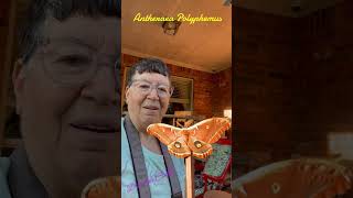 Selfie video with Antheraea Polyphemus giantsilkmoth patiolife [upl. by Ymac679]