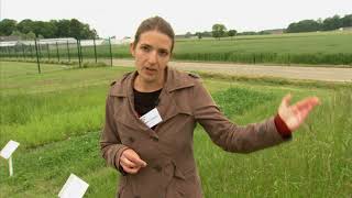 2012  Vidéo FOURRAGERES  Les plantes fourragères  diversité et sélection [upl. by Cirdla]