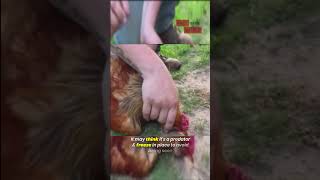 Watch These Chickens Get Hypnotized by a Simple Trick [upl. by Shell555]