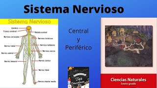 El sistema nervioso Central y periférico Sexto grado de primaria [upl. by Behl]