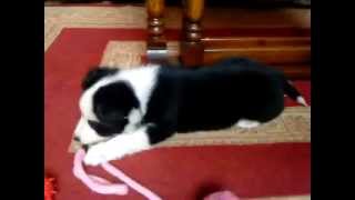 My Border Collie puppy Roxy Barking [upl. by Ydennek]