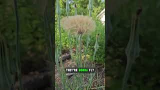 Salsify going to seed and milkweed about to bloom [upl. by Weisman]