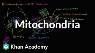 Mitochondria  Structure of a cell  Biology  Khan Academy [upl. by Rosane718]