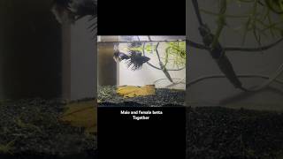 Betta fish together  Crowntail amp Dumbo ear Betta  betta bettafish fighterfish aquarium shorts [upl. by Asserrac]