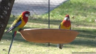 Eastern Rosellas with Crimson Rosellas [upl. by Nnylrats31]