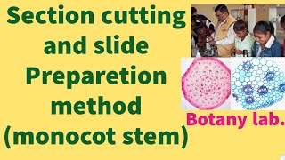 section cutting steps and method  monocot stem  botany practical  botany lab [upl. by Eiggem546]