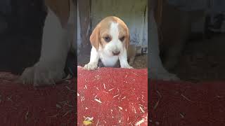 Illegal BEAGLE PUPPY FIGHTING RING quashed when momma dog finds out [upl. by Adnolaj]