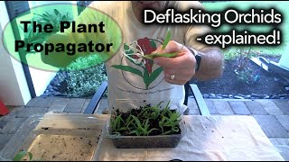 Deflasking Orchids  explained [upl. by Cathrin]