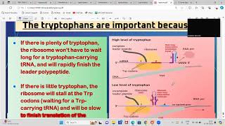 Mastering the Operon Model Part 2  Detailed Explanation operonmodel [upl. by Alverta]