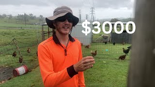 How much money did 100 chickens EARN in 2023 [upl. by Anihc]