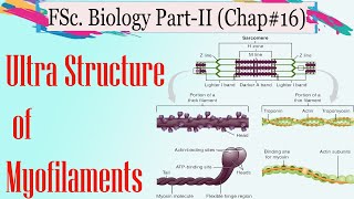 ultrastructure of myofilaments in UrduHindi [upl. by Merta]