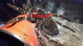 Tarantula Spider Molting Time lapse  Lasiodora Parahybana  Brazilian salmon pink bird eater [upl. by Nelie]