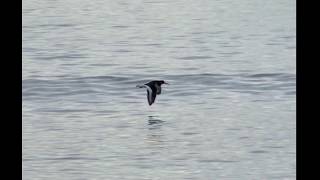 birdwatch  Oystercatcher flying over the sea  slowmotion middlesection [upl. by Ennaed]