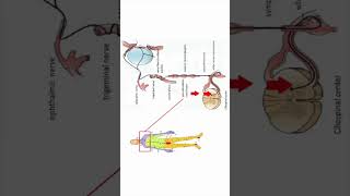 Ciliospinal reflex Horners syndrome neuroanatomy shorts [upl. by Anaerda]