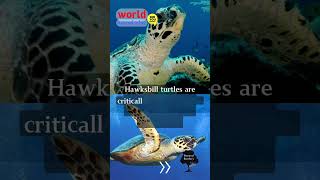 Hawksbill Turtle 🤔👍 amasing history world youtube animales ocean [upl. by Limay522]