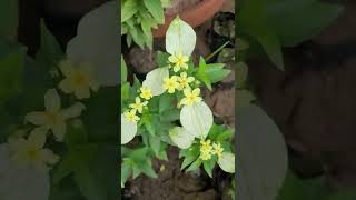 mussaendaflowers dwarf shorts shampysgarden evergreenplant trendingplants viral tiktokviral [upl. by Koffler819]