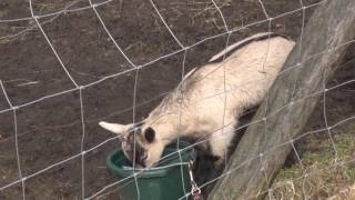 Local hobby farm holding open house to inform public on goats [upl. by Xam]