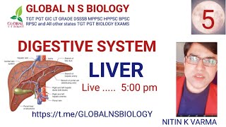 Digestive system 5 [upl. by Auj]