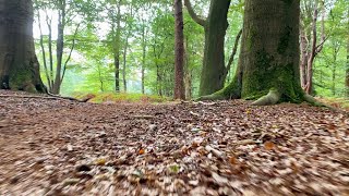 Dream walking route of the forest of Putten  Gelderland  Netherlands 🇳🇱 Summer 2024 [upl. by Annayi394]