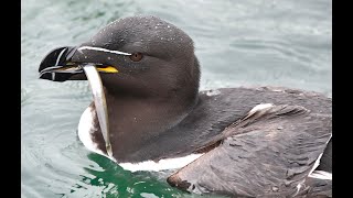 Razorbills Alca torda fishing for Sandeels Lerwick Shetland [upl. by Ackler]