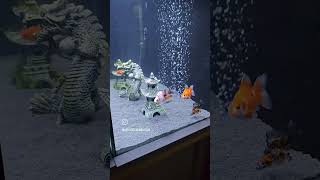 Ryukin Goldfish aquarium  Goldfish tank setup goldfish aquarium fancygoldfish ryukin fishtank [upl. by Llegna]